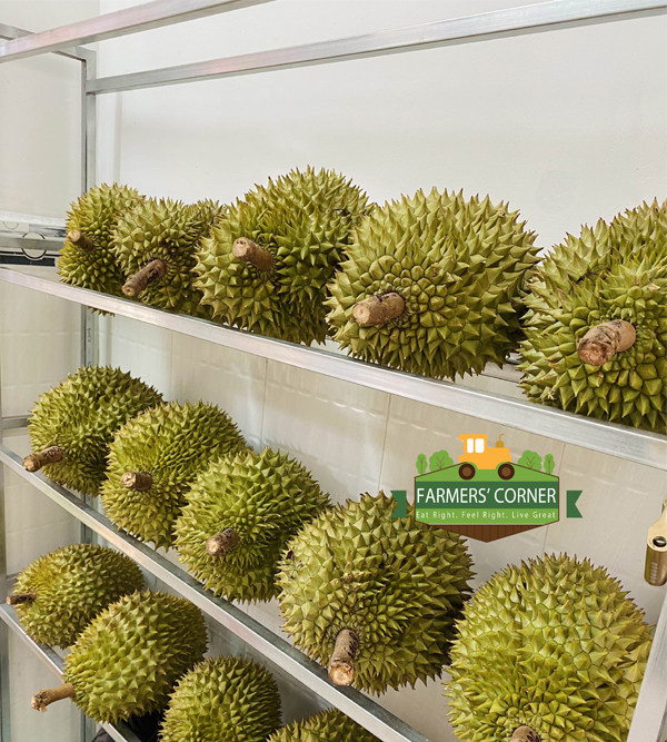 Sầu riêng Ri6 Miền Tây