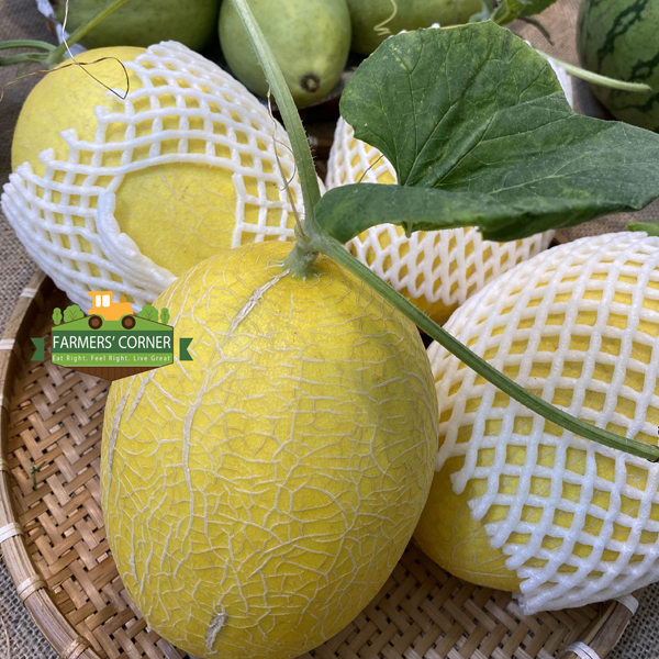 Dưa lưới vàng Huỳnh Long