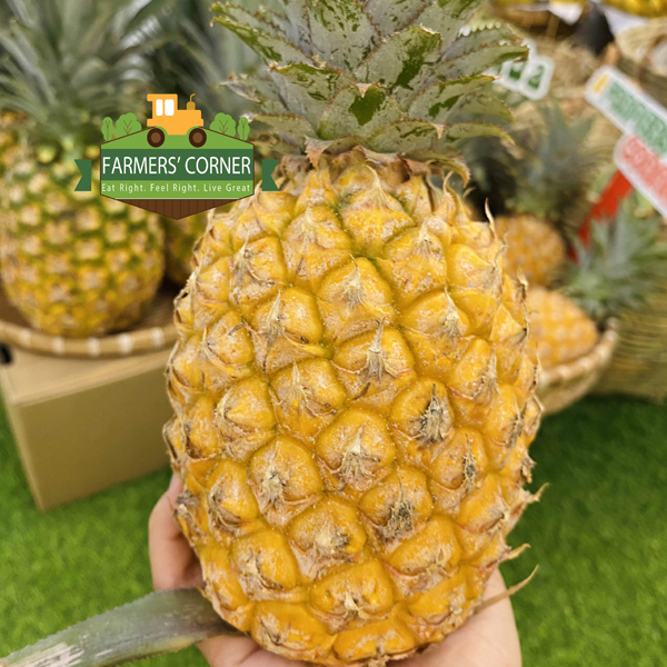 Dứa Queen nông trại Hạnh Phúc