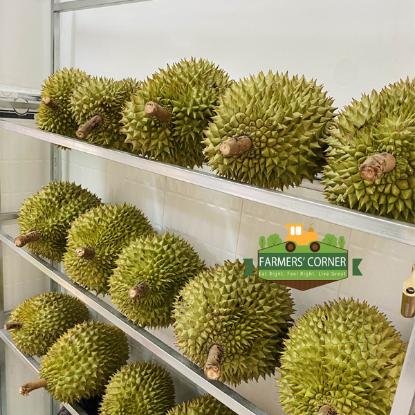 Sầu riêng Ri6 Miền Tây