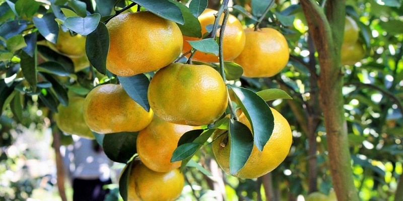 HƯỚNG DẪN CÁCH BẢO QUẢN TRÁI CÂY NHẬP KHẨU & TRÁI CÂY NỘI ĐỊA